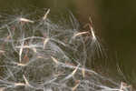 Cogongrass